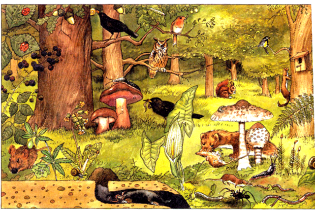 concepción de las comunidades bióticas como organismos complejos