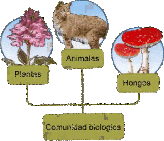 la comunidad como un superorganismo que se desarrolla, madura y senece