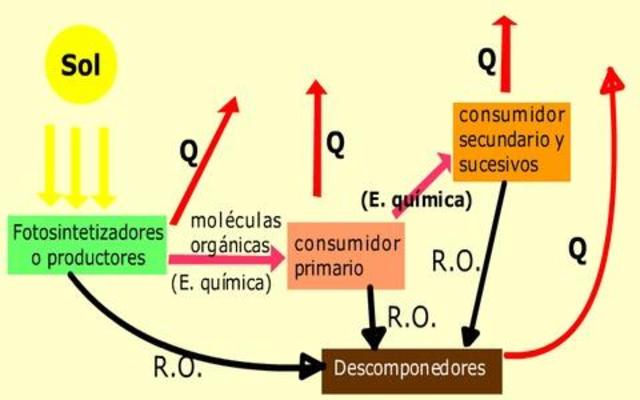 Concepto de trofo-dinámica de Lindeman