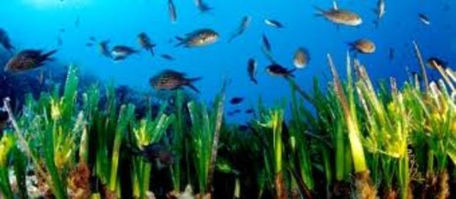 varias especies claves modifican el ambiente y permiten el establecimiento de varias especies