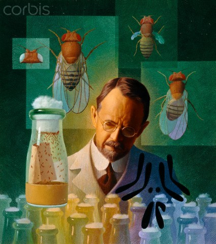 Thomas Hunt Morgan - Genes are located on chromosomes