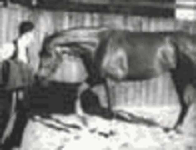 Phar Lap wins the Melbourne Cup at Flemington
