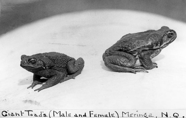 The giant cane toad, Bufo marinus, is introduced into Queensland