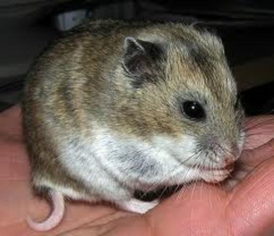 Hamster!