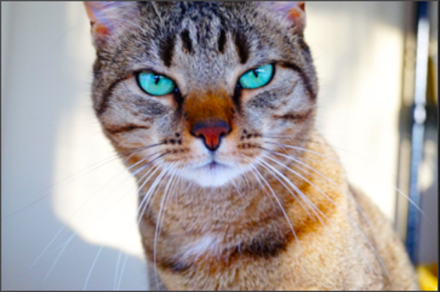 Me gato, Bailey nació