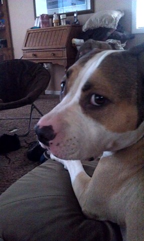 Yo receibe mi perros.