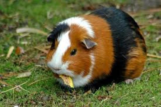 Comprado Guinea Pig