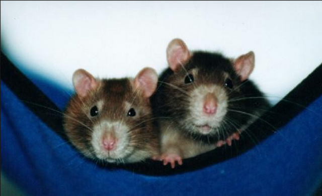 Yo recibé mis ratas