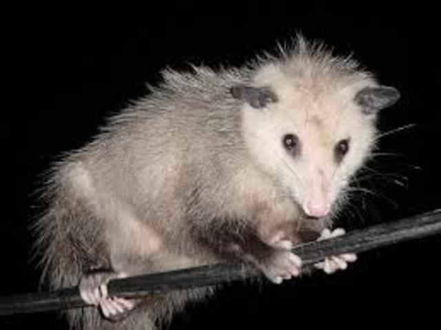 The possum wars