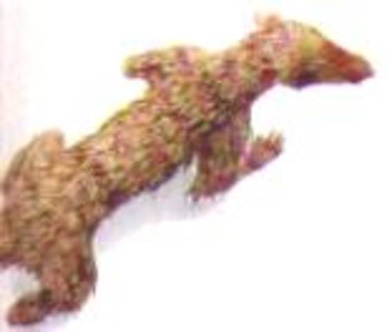 Primeiros Mamíferos