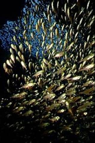 Federic Clements (1874·1945)