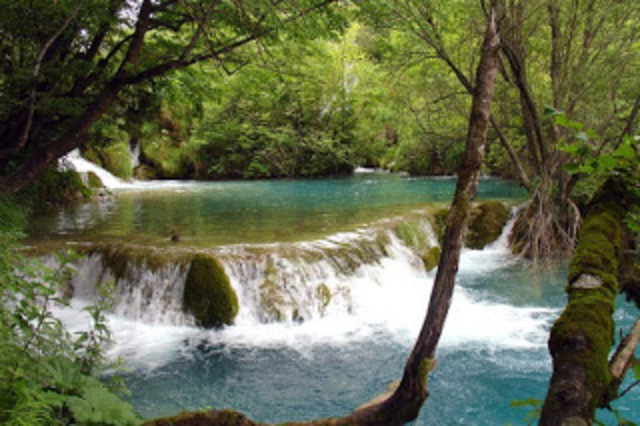 Thieneman (1882·1960)