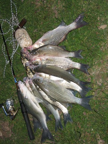 Chunking stones at fish