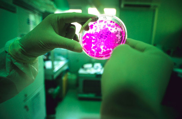 Human Liver Created from Stem Cells