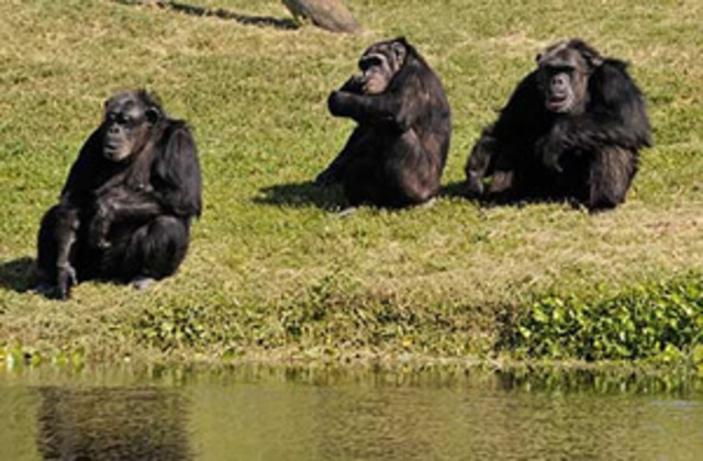 Chimpanzoo