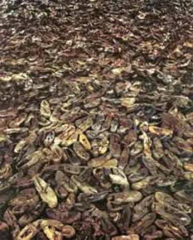 Hungarian Jews are deported to Auschwitz.  On July 24 alone, 46,000 Jews are murdered.