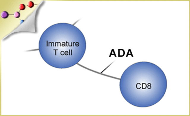 ADA defiency can be corrected in tissue culture