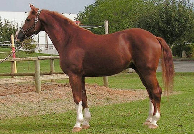 1917 Joey is captured by the Germans