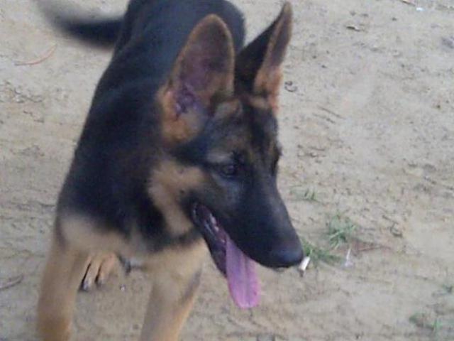 Petr and Zasha go missing