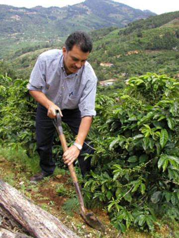 Costa Rica begins to export coffee