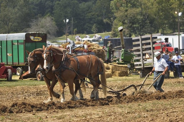 Joey is trained to plow a farm