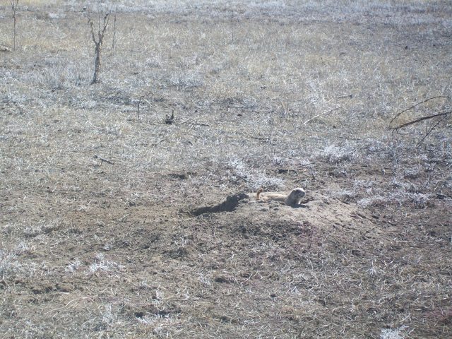 Prairie Dogs