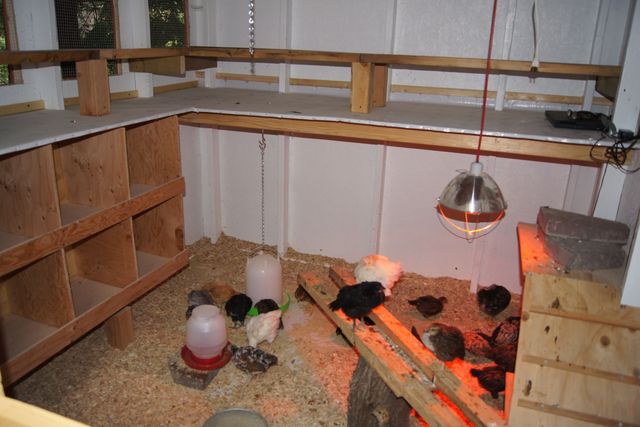 Chicken ligth invention