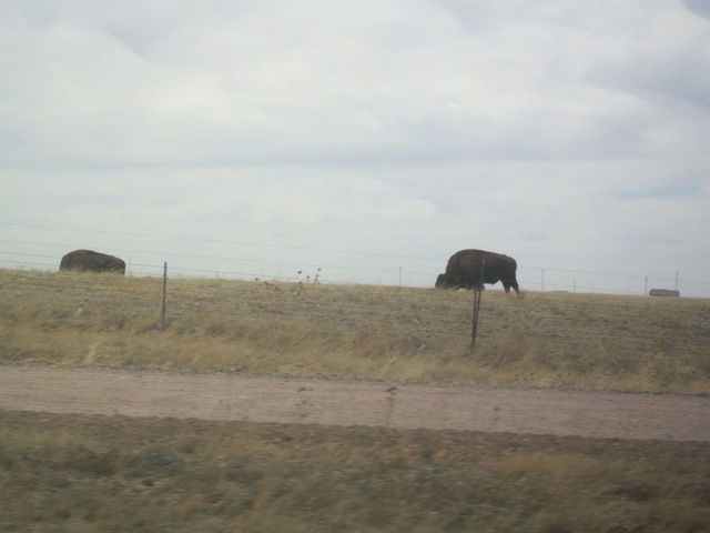 Buffalo