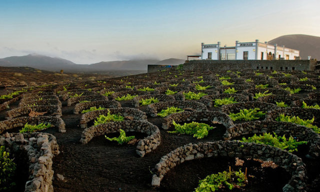 Vineyards of the Canaries