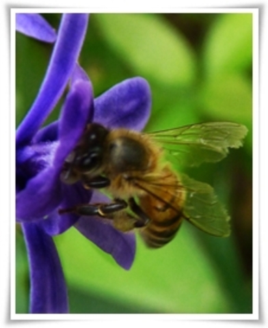 Implantação do Parque Jacques Costeau