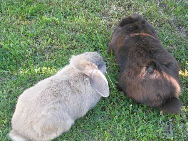 We got Pompom and Bunnikins.