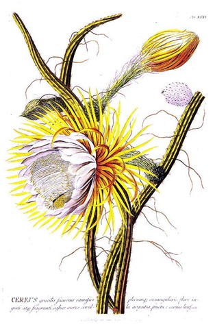 Christoph Jacob Trew - editor of first European medical journal