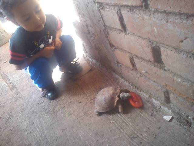 mascota tortu!!