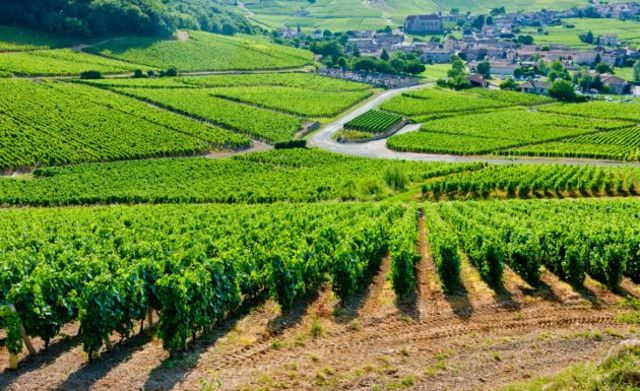 Agricultura Biodinámica