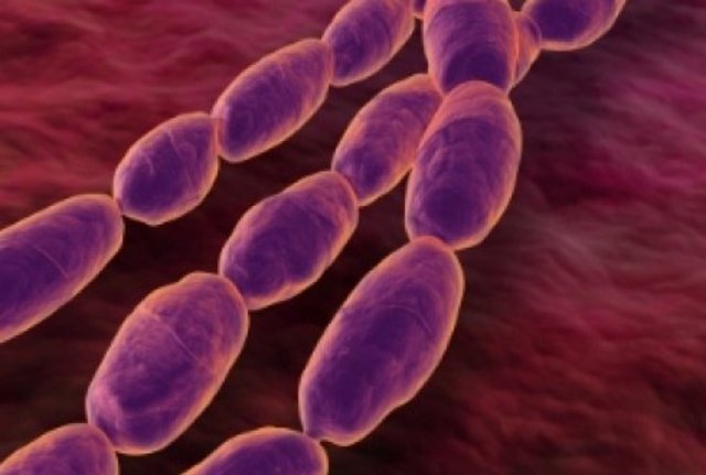 Ferdinand J. Cohn begins the science of bacteriology