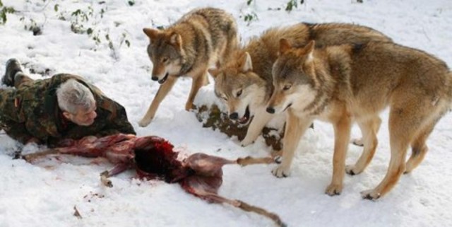 Buck Learns a Lesson about the Dogs