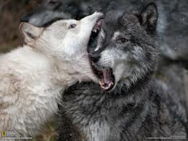 Buck and Spitz Fight for First Time