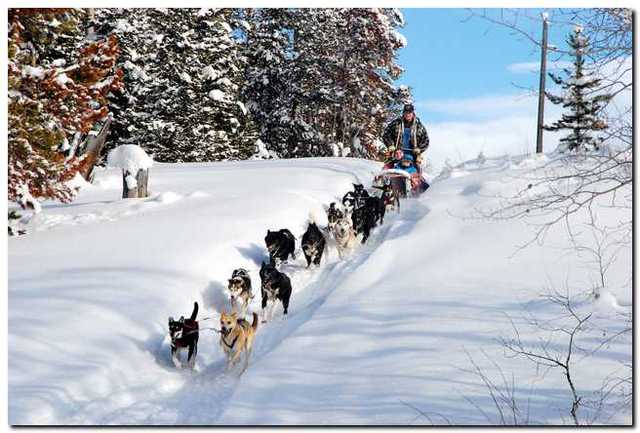 Buck is Sold and Must Go on Another Run