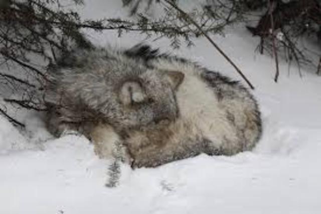 Buck Learns how to Keep Warm and Sleeep