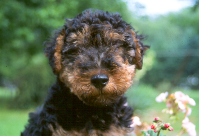 Welsh Terrier