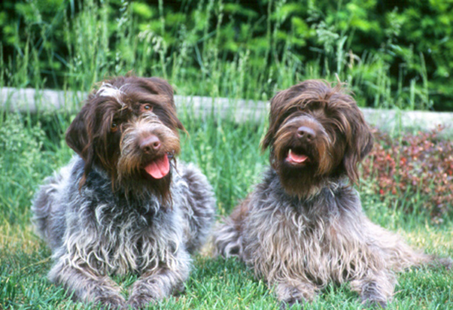Wirehaired Pointing Griffon