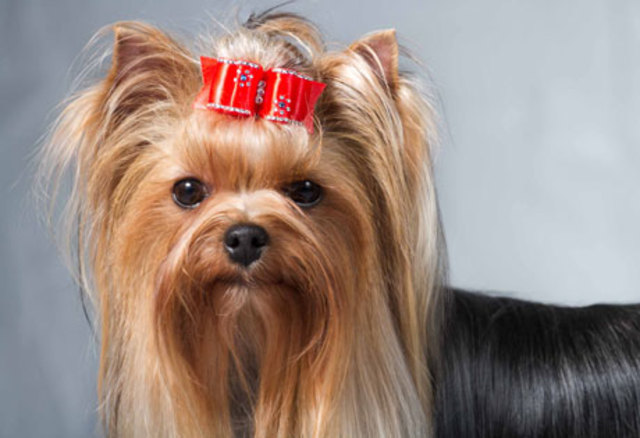 Yorkshire Terrier