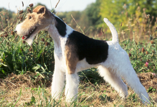 Wire Fox Terrier