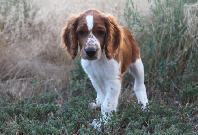 Welsh Springer Spaniel