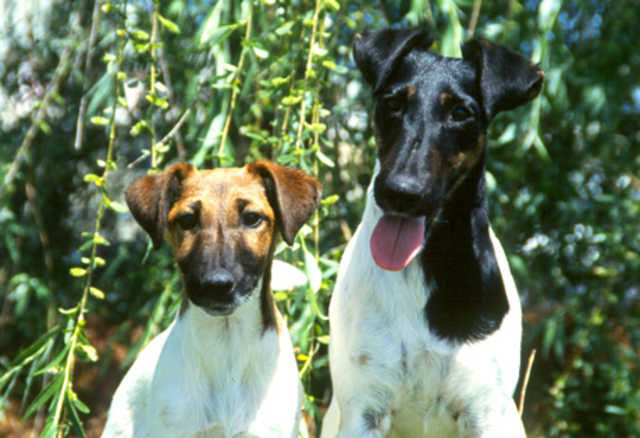 Smooth Fox Terrier