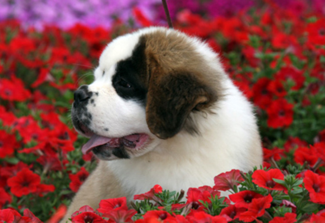 Saint Bernard