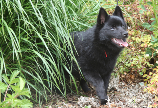 Schipperke