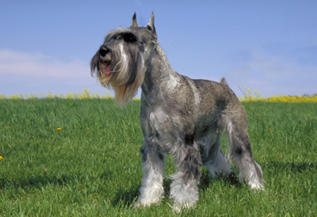 Standard Schnauzer