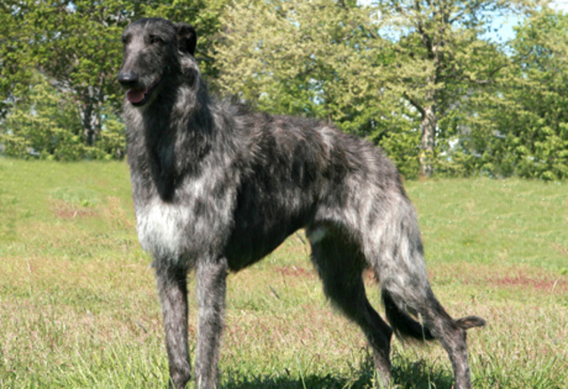 Scottish Deerhound