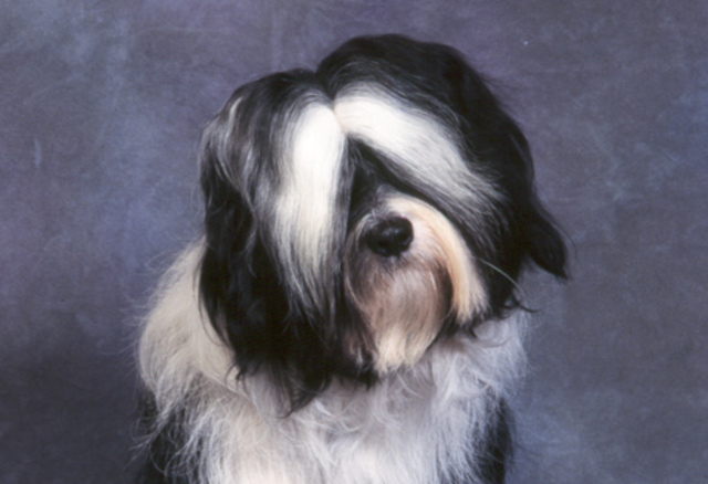 Tibetan Terrier